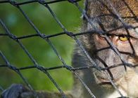 Rede flexível de cerco líquida pequena do cabo de Mesh Monkey Enclosure Ss Zoo da corda de fio do metal do pássaro