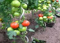 apoio da planta de Sprial do tomate dos encaixes da cerca do elo de corrente de 1.5M